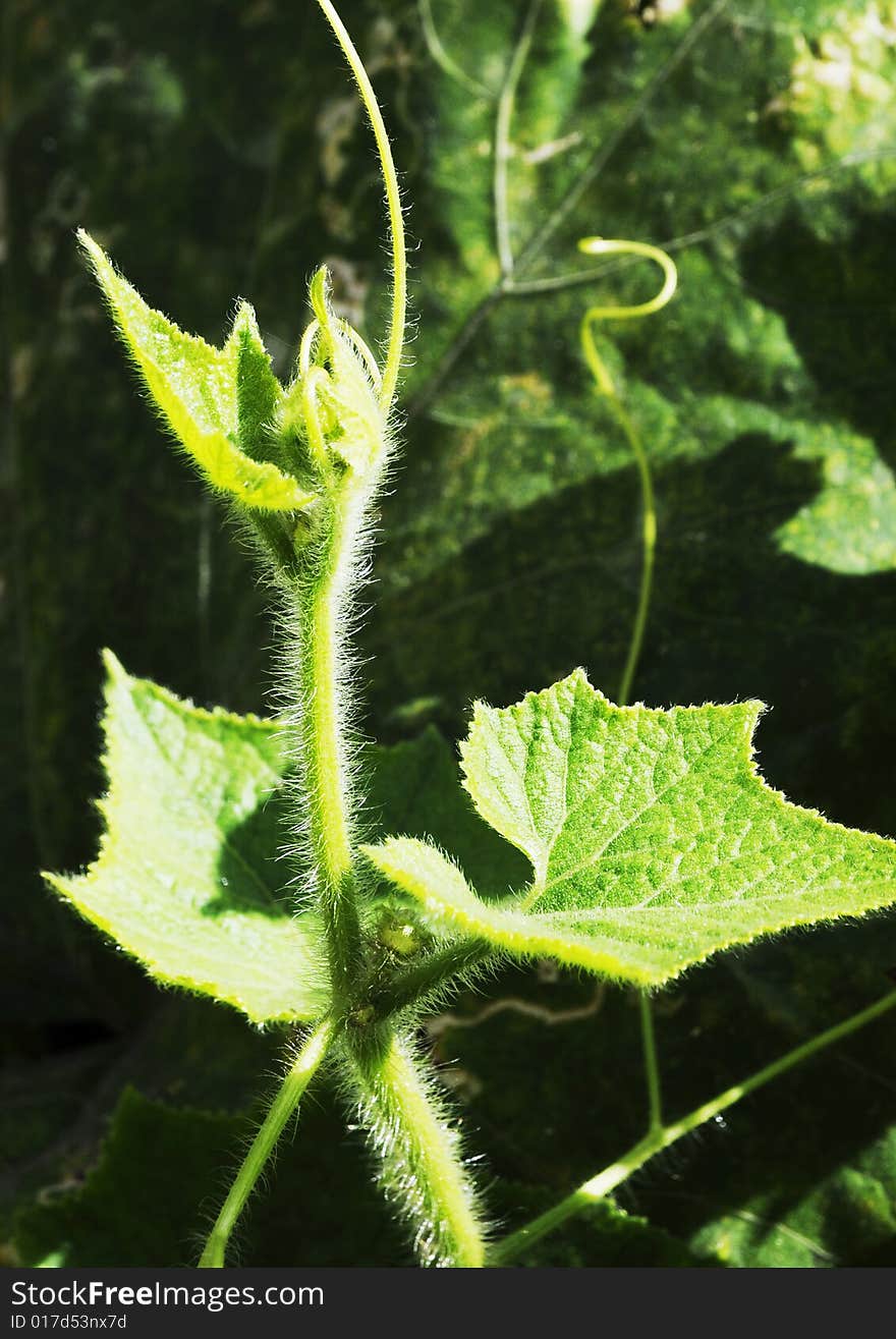 Fresh leaf in the sunshine