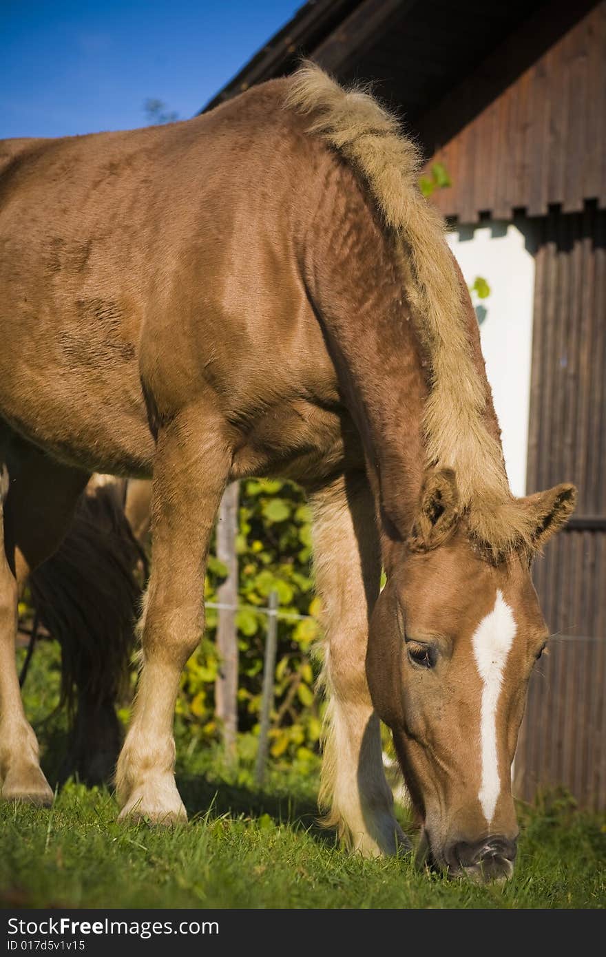 Horse on a farm in summer