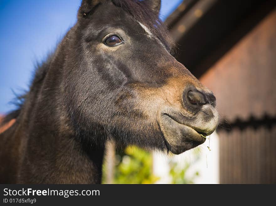 Horse on a farm in summer