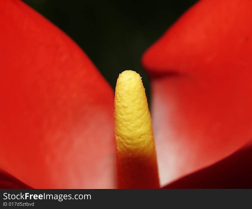 Abstract composition from smoke on the isolated background. Abstract composition from smoke on the isolated background