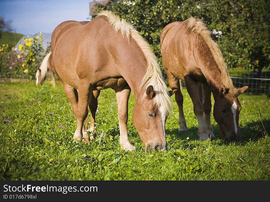 Horse on a farm in summer