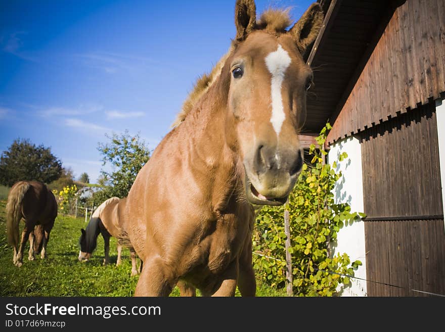 Horse on a farm in summer