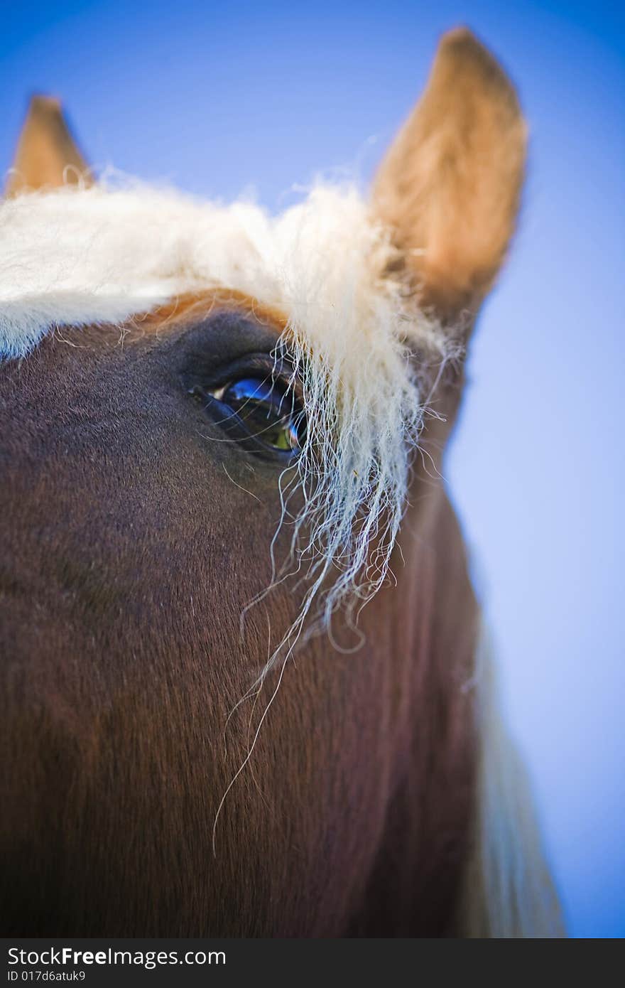 Horse on a farm in summer