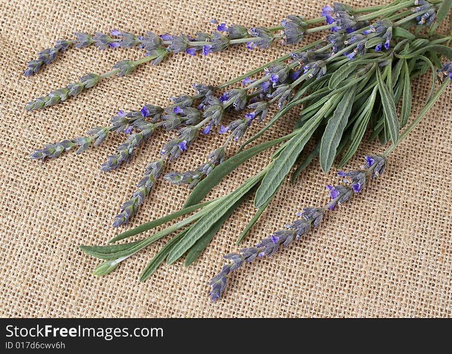 Beautiful lavender stems on material