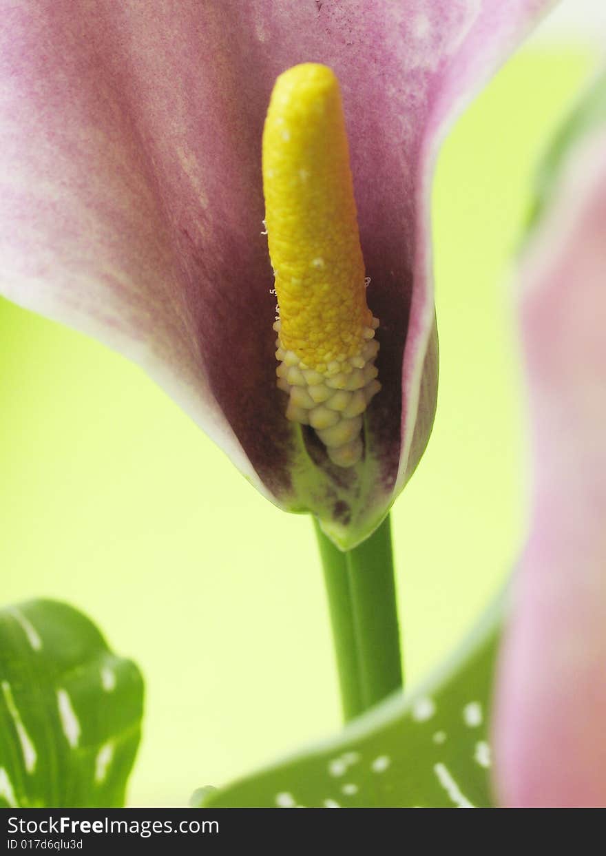 Macro lily of excrement on the coloured background. Macro lily of excrement on the coloured background