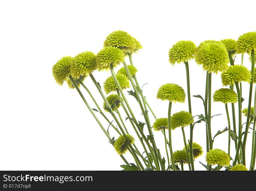 Green flowers isolated on white in the studio