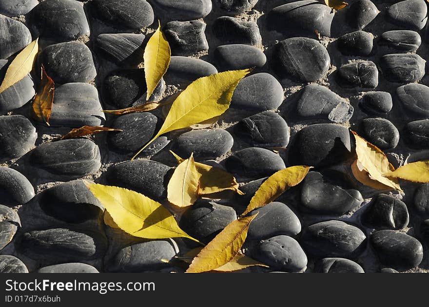 Leaf on the cobble