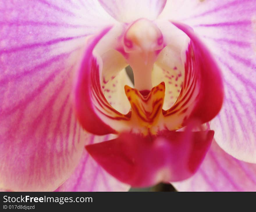 Orchid Of Falinopsis