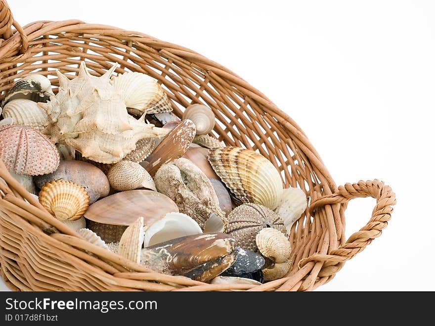 Mussel background