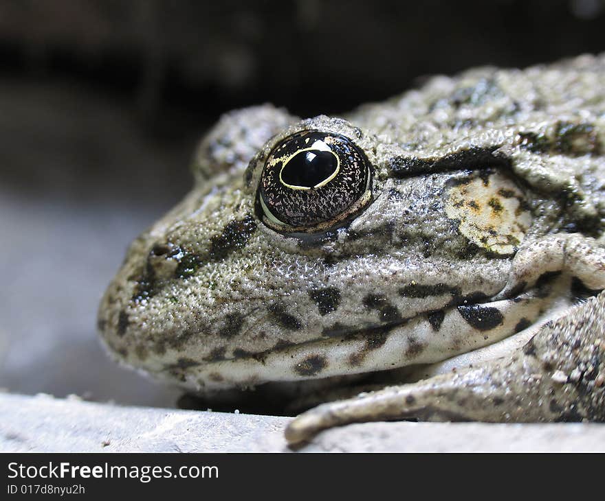 Living frog by CU on a dark background