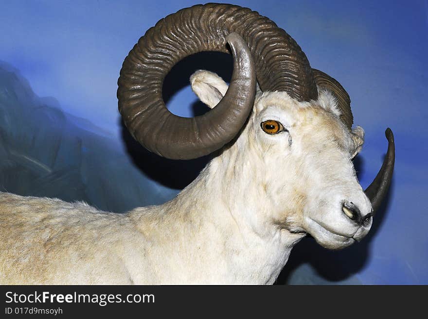 Rock sheep, head of rock sheep. Rock sheep, head of rock sheep