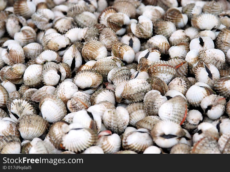 Fresh raw clams for sale in a market. Fresh raw clams for sale in a market