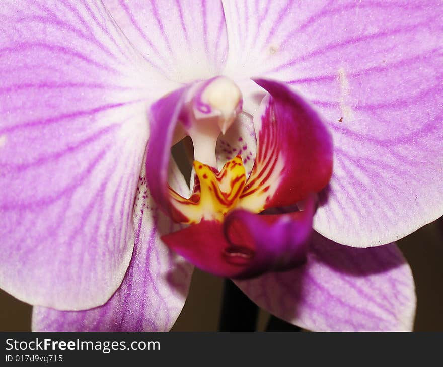 Orchid Of Falinopsis