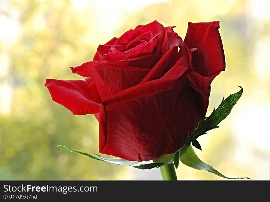 Rose on a window.