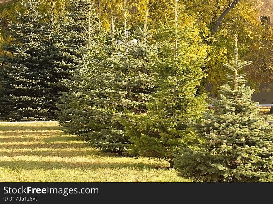 Autumn evergreen trees.