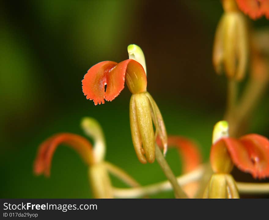 These orchids are very special and unique