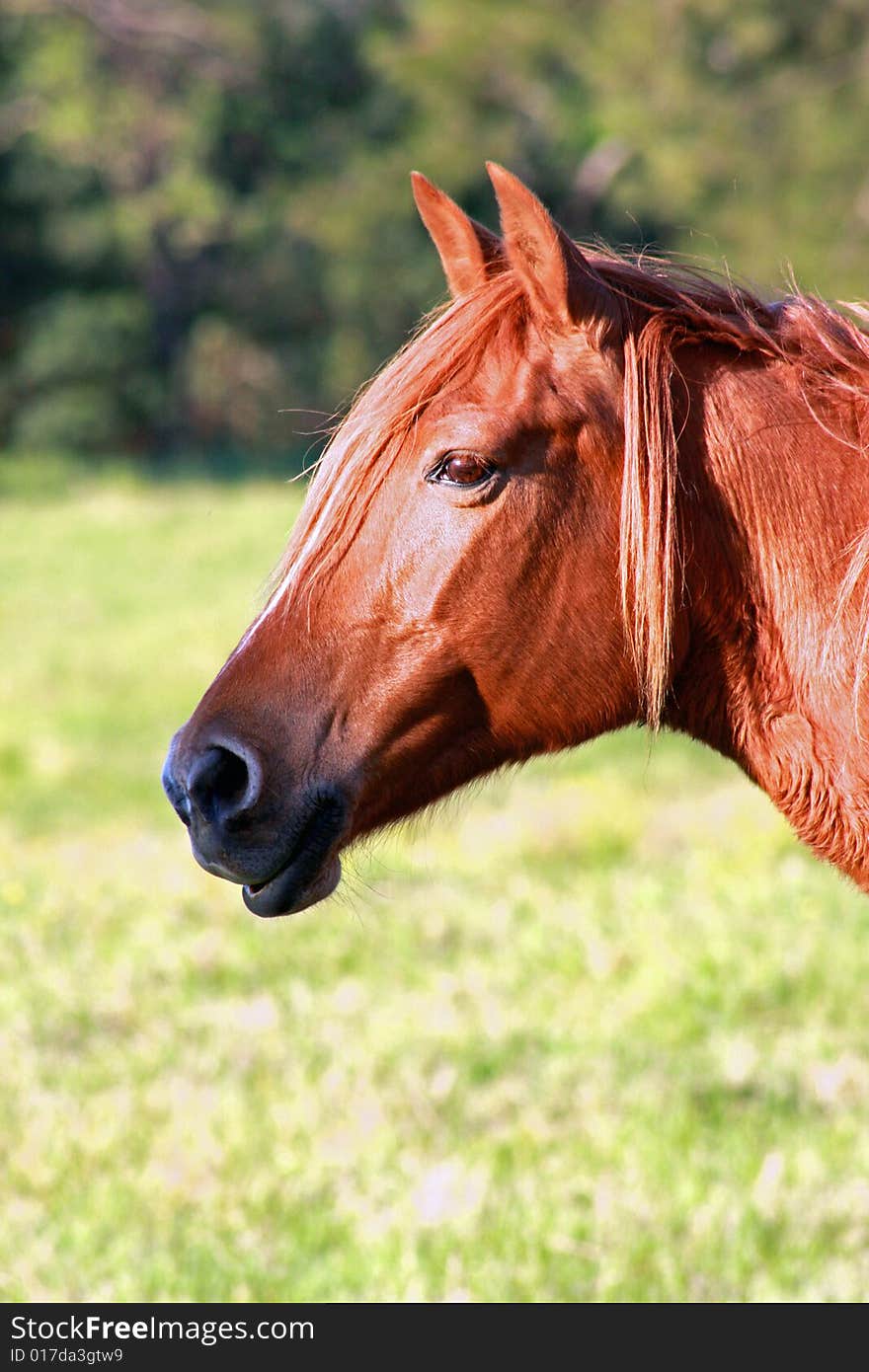 Brown horse head glistening in afternoon sun. Brown horse head glistening in afternoon sun