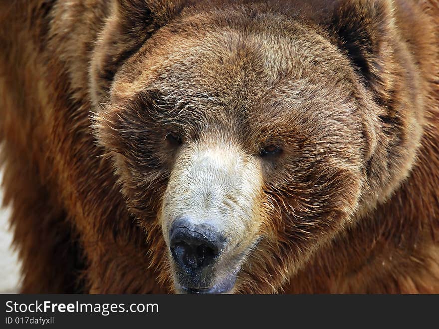 Old bear's snout is close up in shot.