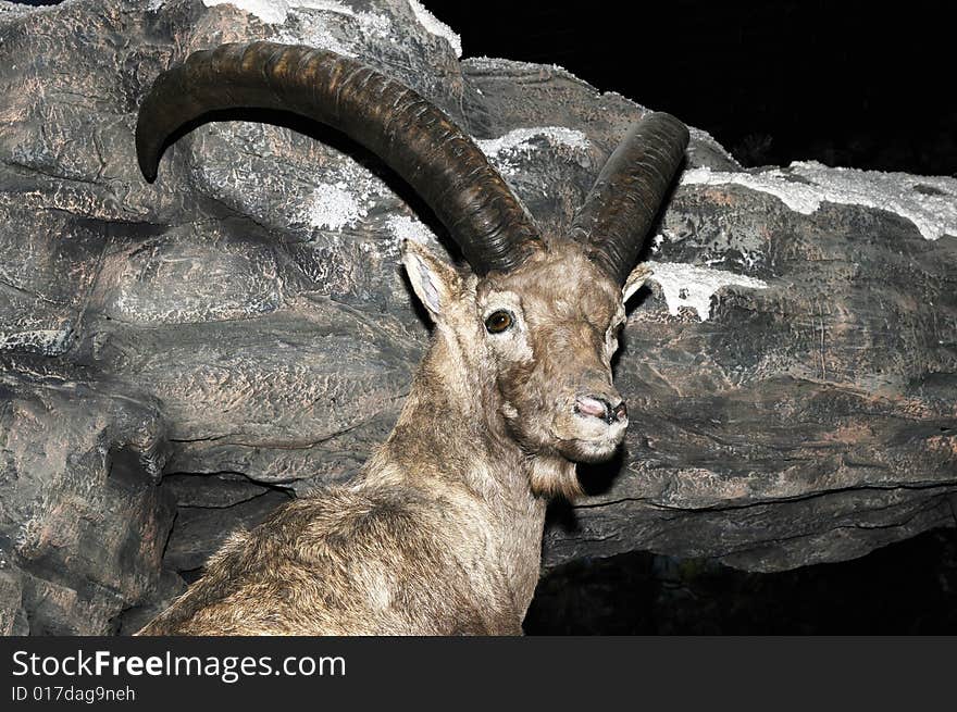 Rock sheep, head of rock sheep. Rock sheep, head of rock sheep