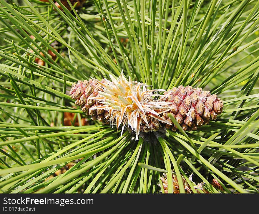 Prickly plants with cones at natural illumination