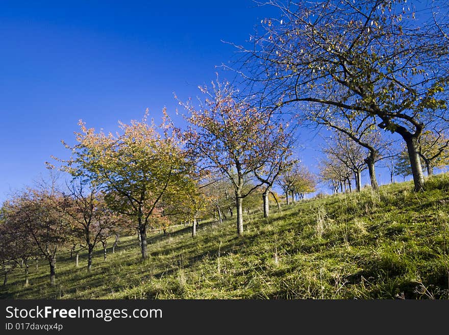 Apple Trees