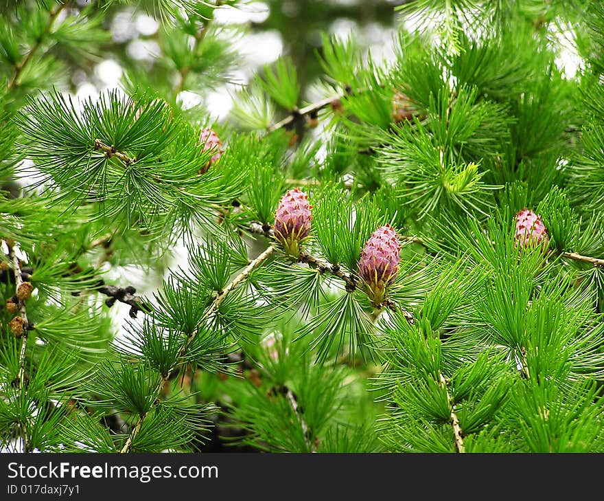 Prickly plants with cones at natural illumination