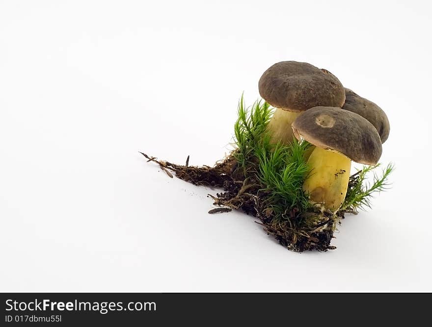 Raw fresh mushrooms on the white background