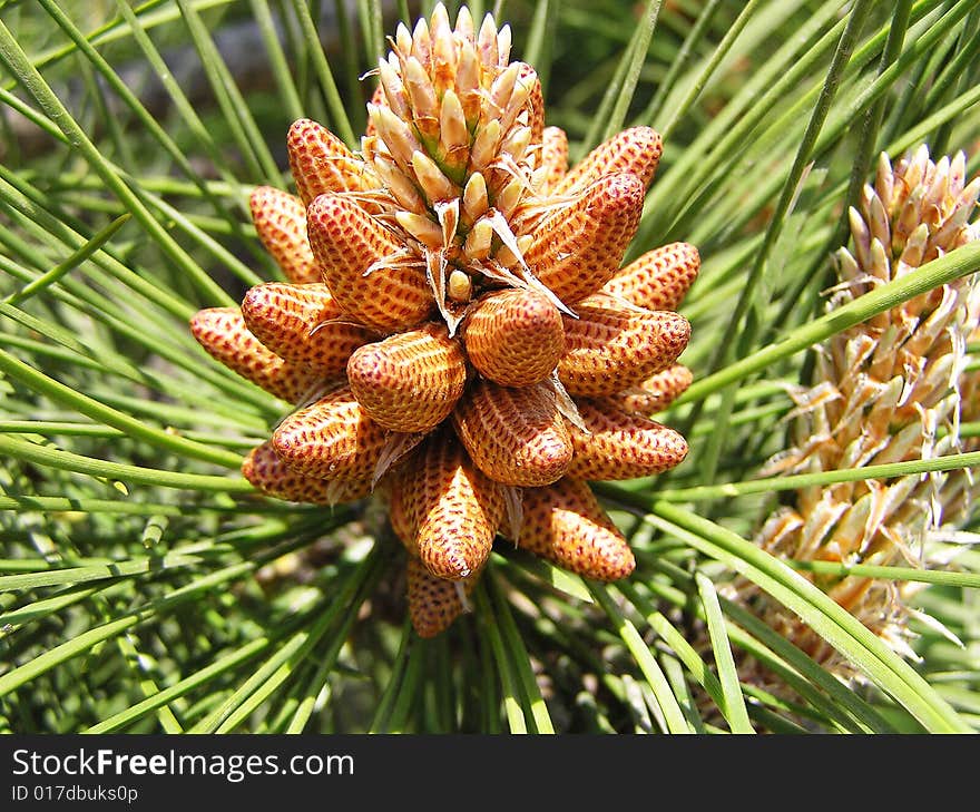 Plants With Cones