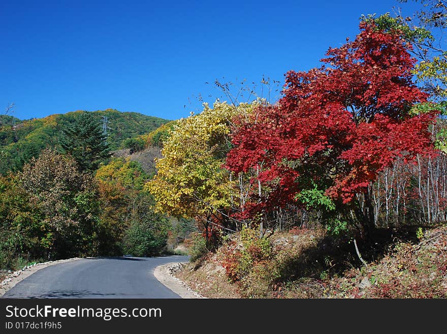 Leaves in Autumn