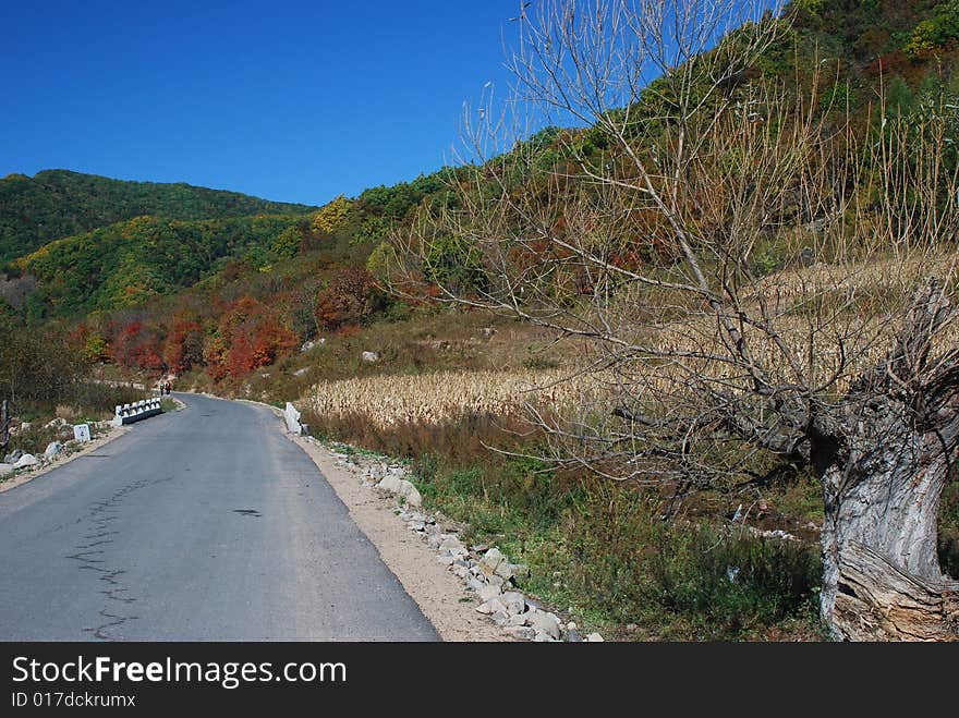 Leaves In Autumn