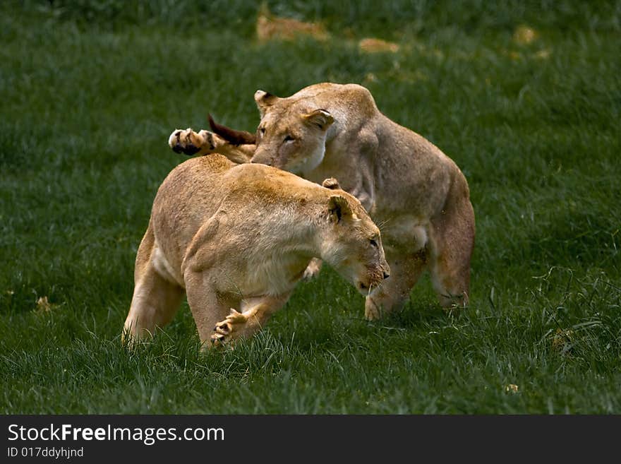 African Lionness