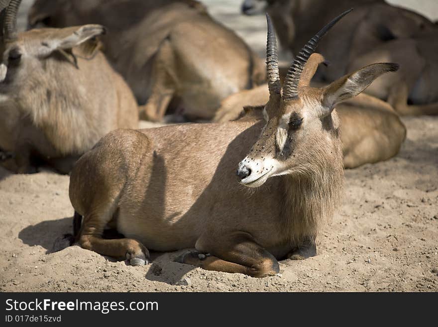 Afternoon tea time for antelopes and goats