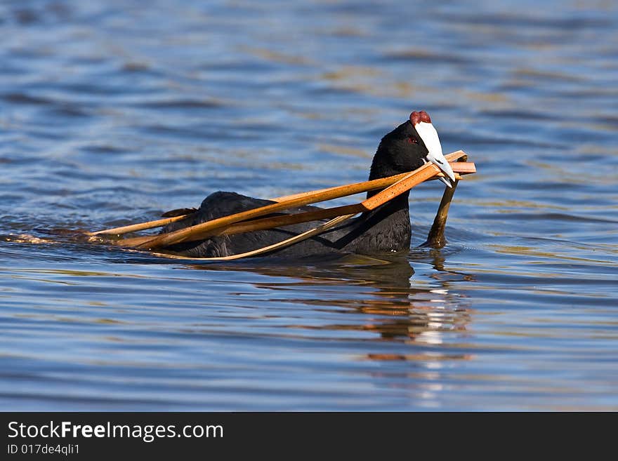 Common Moorhen building a nest in shallow water