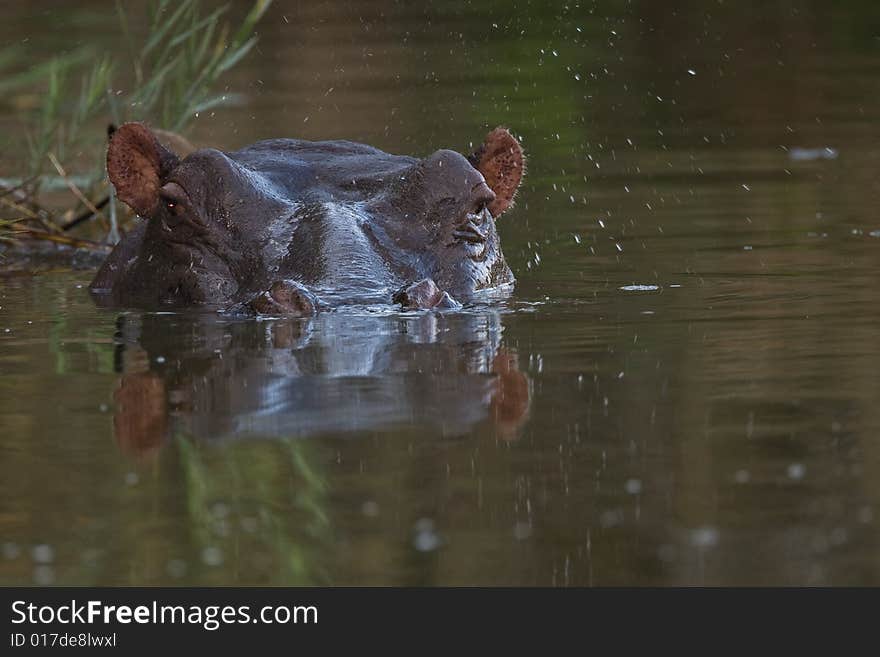 Hippopotamus in deep water at Lake Panic in the greater Kruger park