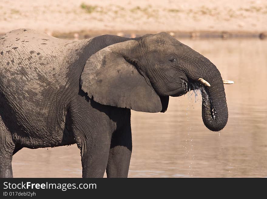 African Elephant drinking water in the Mpondo dam