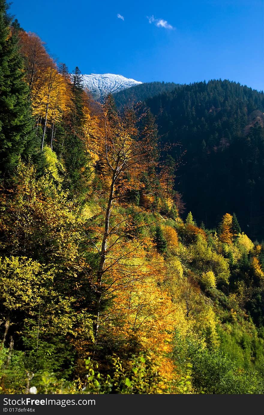 Autumn Landscape In Mountain