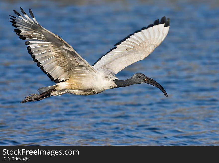 African Sacred Ibis in flight over water