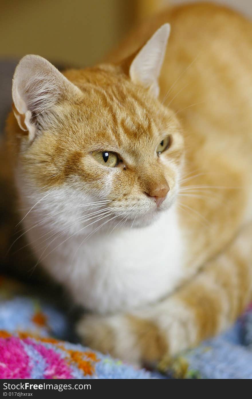 Portrait of red tomcat on the colored blanket