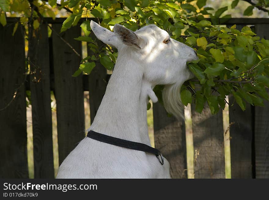 White goat, that eats up the branches of the tree