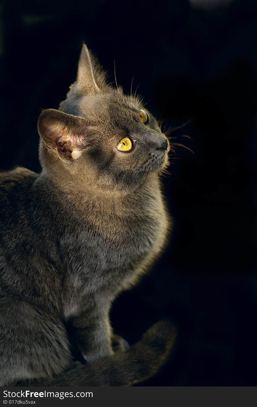 Gray tomcat with the yellow eyes against the black background. Gray tomcat with the yellow eyes against the black background