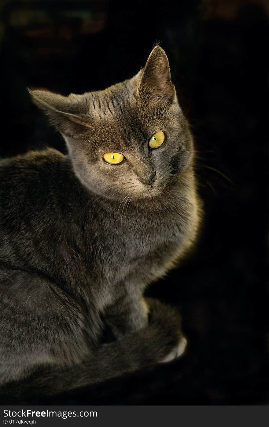 Gray tomcat with the yellow eyes against the black background