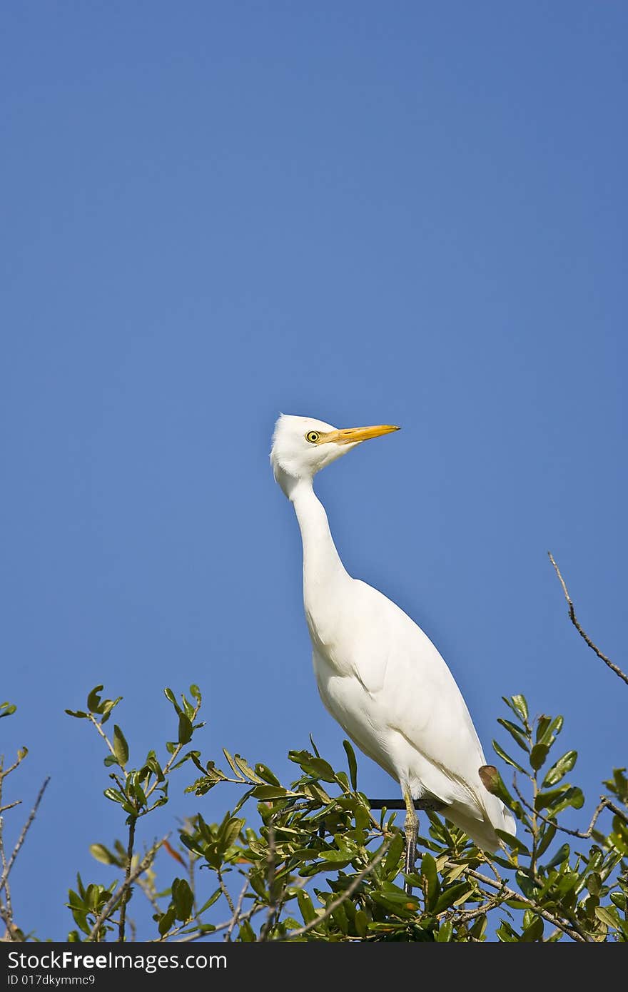 A Cattle Egret perched high up in a tree and looking around. A Cattle Egret perched high up in a tree and looking around