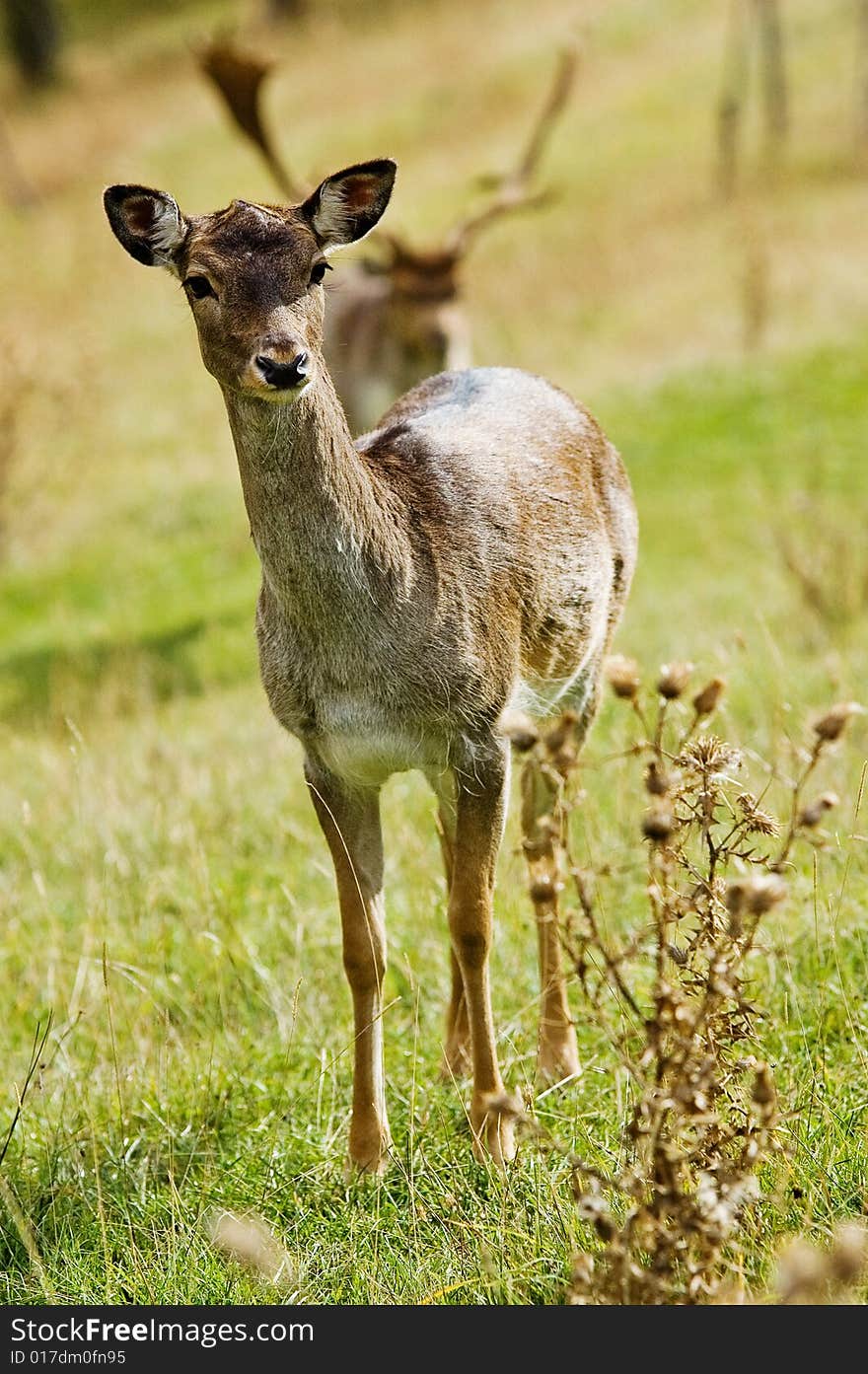 Deer_1