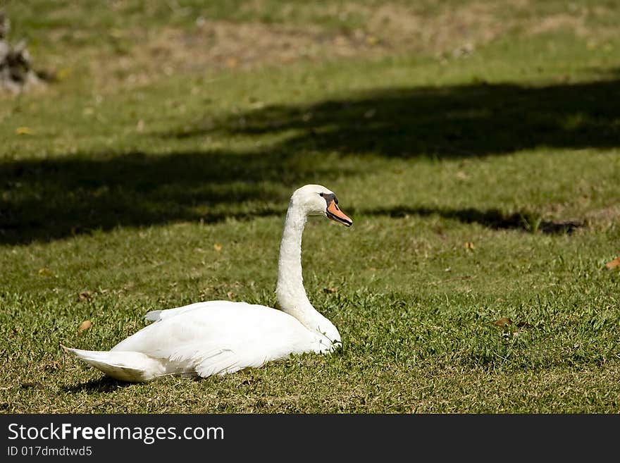 A Mute Swan at rest in the grass on the banks of a pond. A Mute Swan at rest in the grass on the banks of a pond