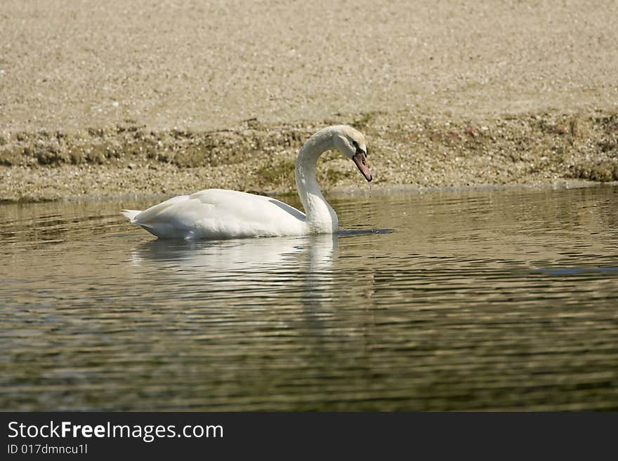 A Mute Swan feeding along the bank