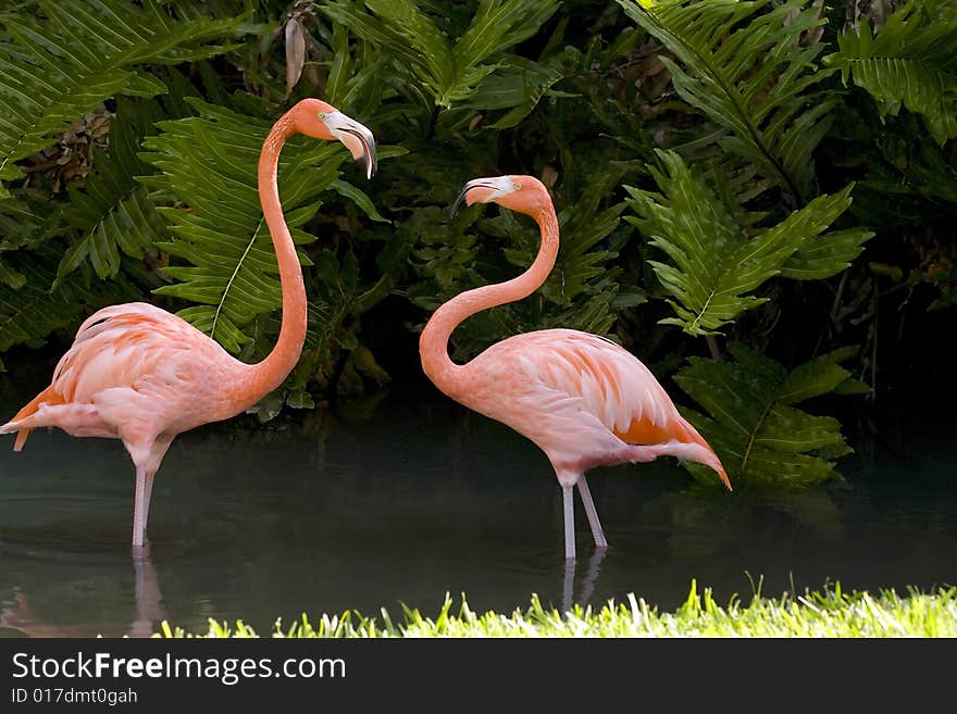 A pair of Flamingos square off over territory