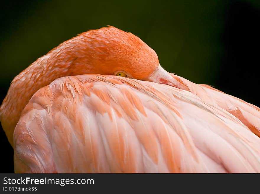 A Flamingo Resting His Head