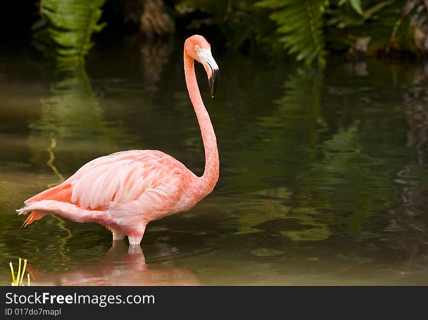 A Flamingo wading in a pool