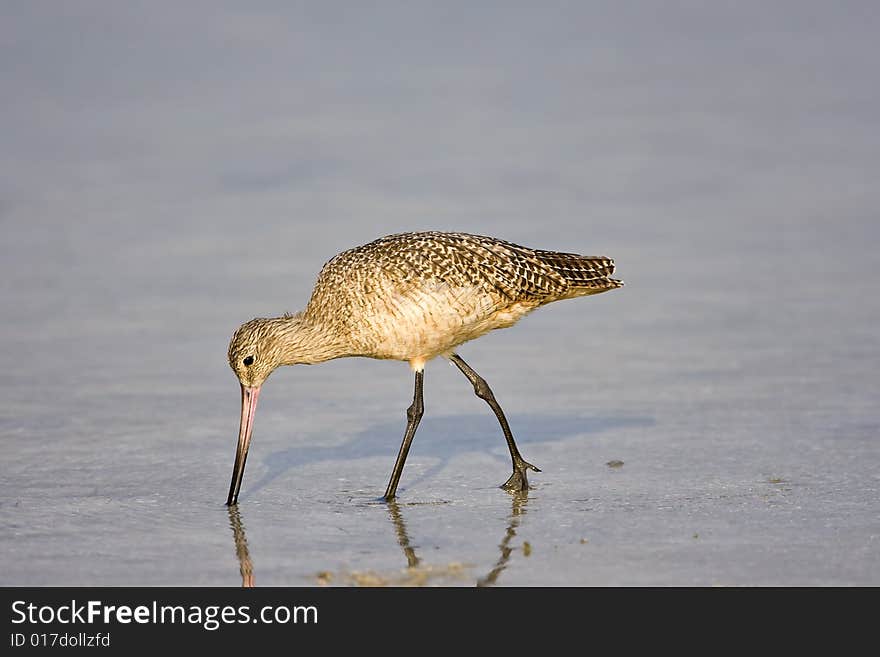 Marbled Godwit feeding in a pool