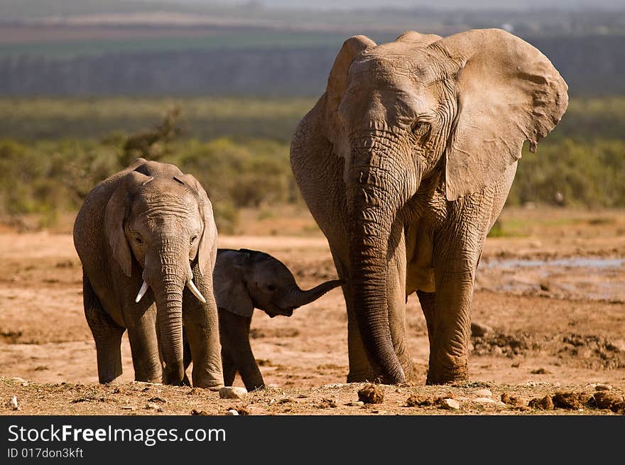 Three elephants, a mother, her calf and a teenager resting at a water hole